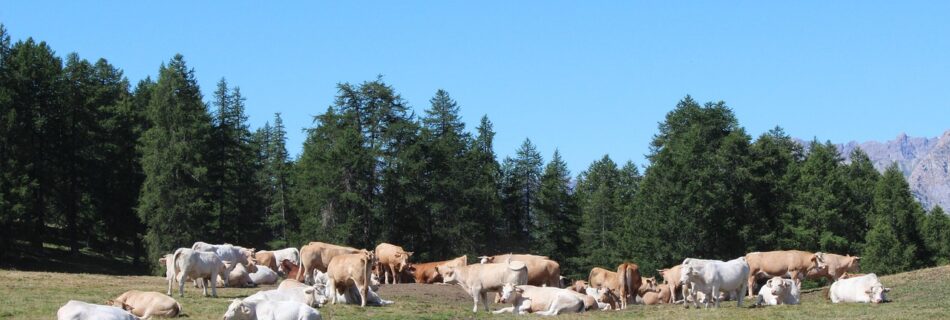 Vaches paissant paisiblement dans un champ verdoyant du Queyras.