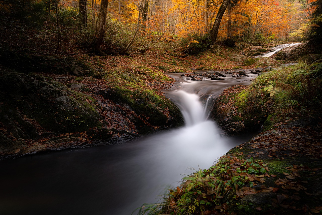 Forêt de mélèzes baignée de lumière automnale dans les Alpes du Sud.